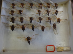 Diceroprocta cleavesi