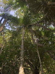 Syagrus pseudococos