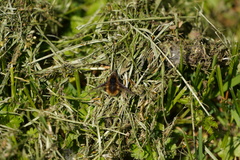 Bombylius major