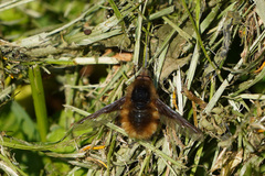 Bombylius major