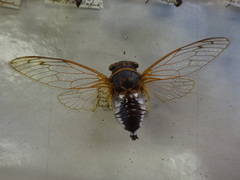 Diceroprocta cleavesi