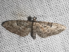 Eupithecia oxycedrata