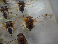 Diceroprocta cleavesi