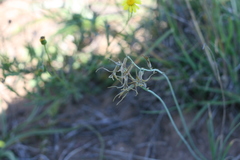 Dipcadi brevifolium