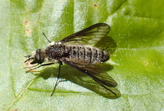 Aldrichia ehrmanii