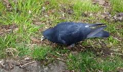 Columba livia domestica