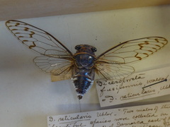 Diceroprocta fusipennis