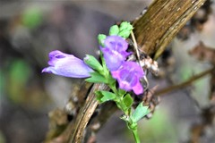 Physostegia leptophylla
