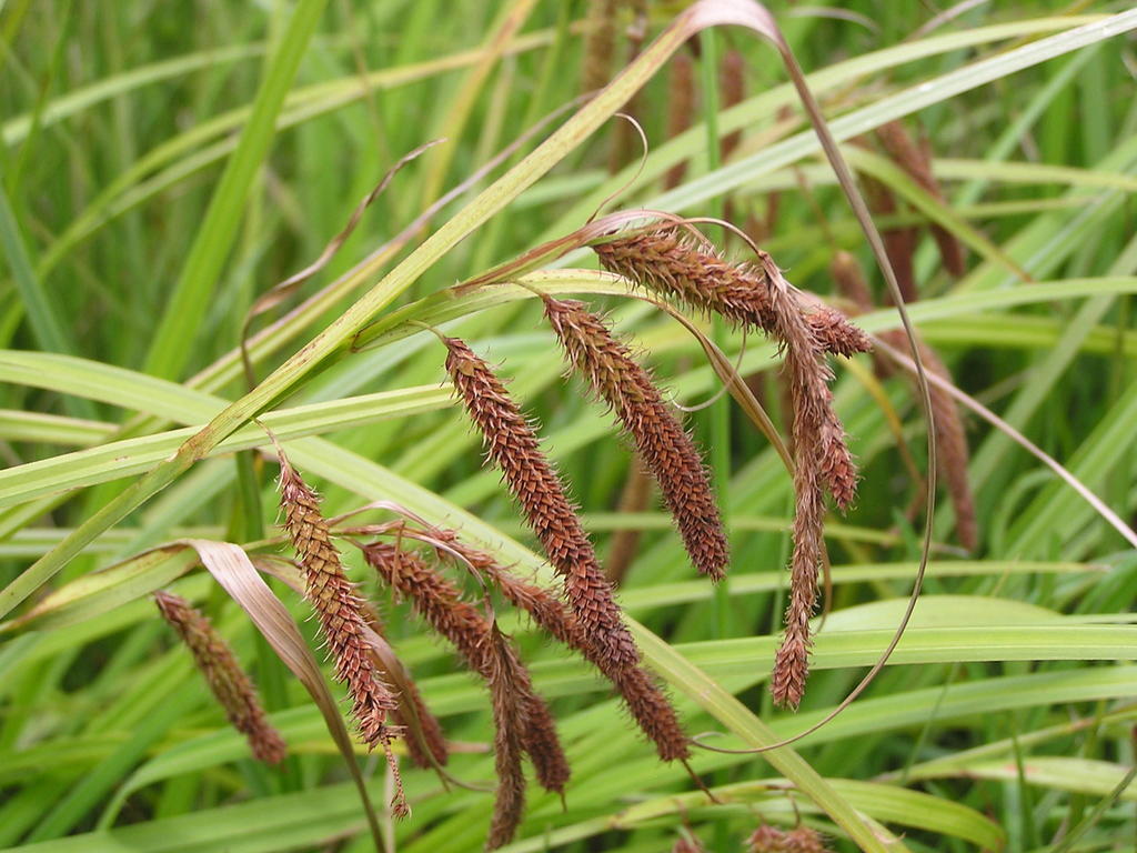 Carex rhodesiaca