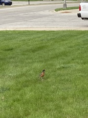 Turdus migratorius