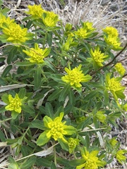 Euphorbia epithymoides