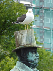 Larus fuscus