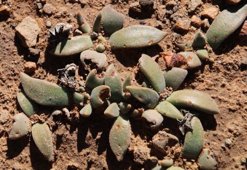 Deilanthe peersii, photograph 4