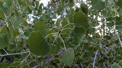 Populus
