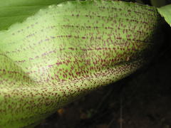 Eucomis montana
