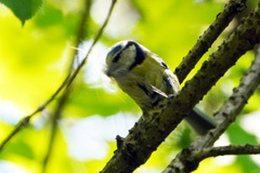 Cyanistes caeruleus