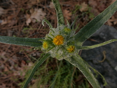 Senecio integerrimus major