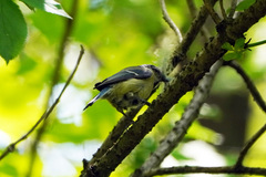 Cyanistes caeruleus