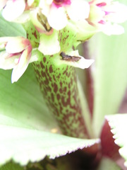 Eucomis montana