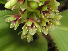 Eucomis montana