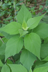 Hibiscus lasiocarpos