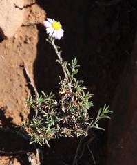 Felicia hirsuta