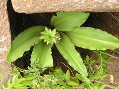 Eucomis montana