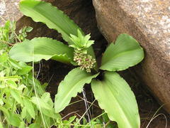 Eucomis montana