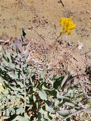 Flaveria chlorifolia