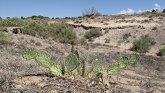 Opuntia