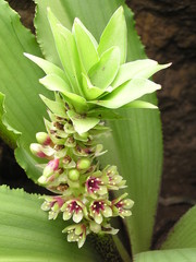 Eucomis montana