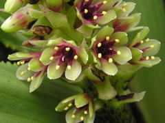 Eucomis montana