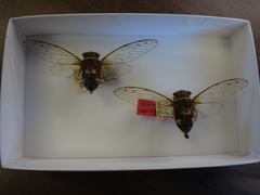 Diceroprocta obscurior