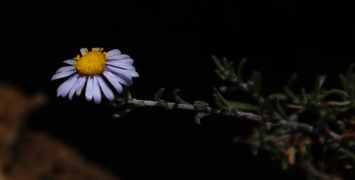 Image of Felicia hirsuta by (c) Tony Rebelo, some rights reserved (CC BY-SA)