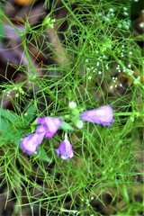 Physostegia leptophylla