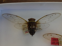 Diceroprocta obscurior