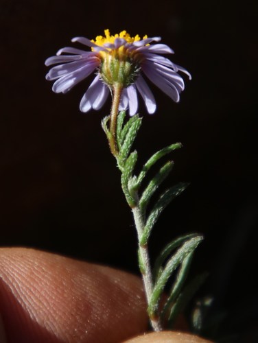 Image of Felicia hirsuta by (c) Tony Rebelo, some rights reserved (CC BY-SA)