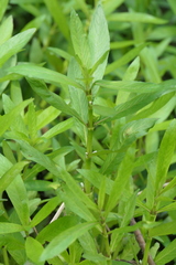 Hygrophila lacustris