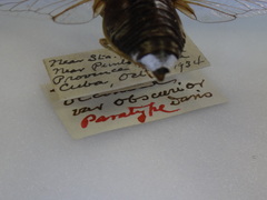 Diceroprocta obscurior