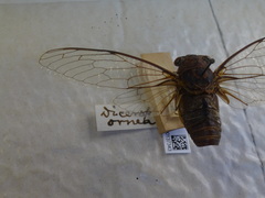 Diceroprocta ornea