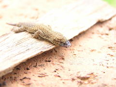 Lygodactylus ocellatus