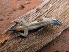 Lygodactylus ocellatus
