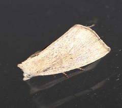 Lophocalama neuritis