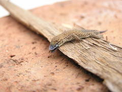 Lygodactylus ocellatus