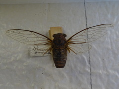 Diceroprocta ornea