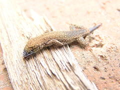 Lygodactylus ocellatus