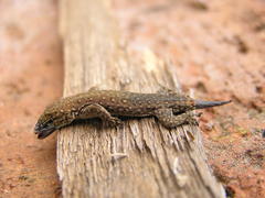 Lygodactylus ocellatus