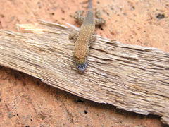 Lygodactylus ocellatus