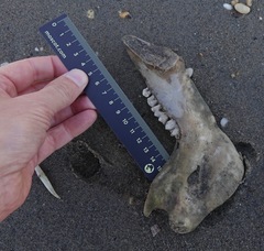 Sus scrofa domesticus