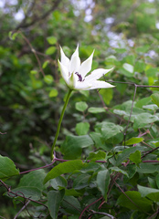 Clematis patens